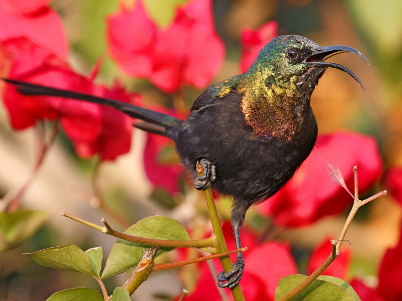 Chocolate, bronze and green iridescent bird with a long tail and long, curved bill, perches on a plant.