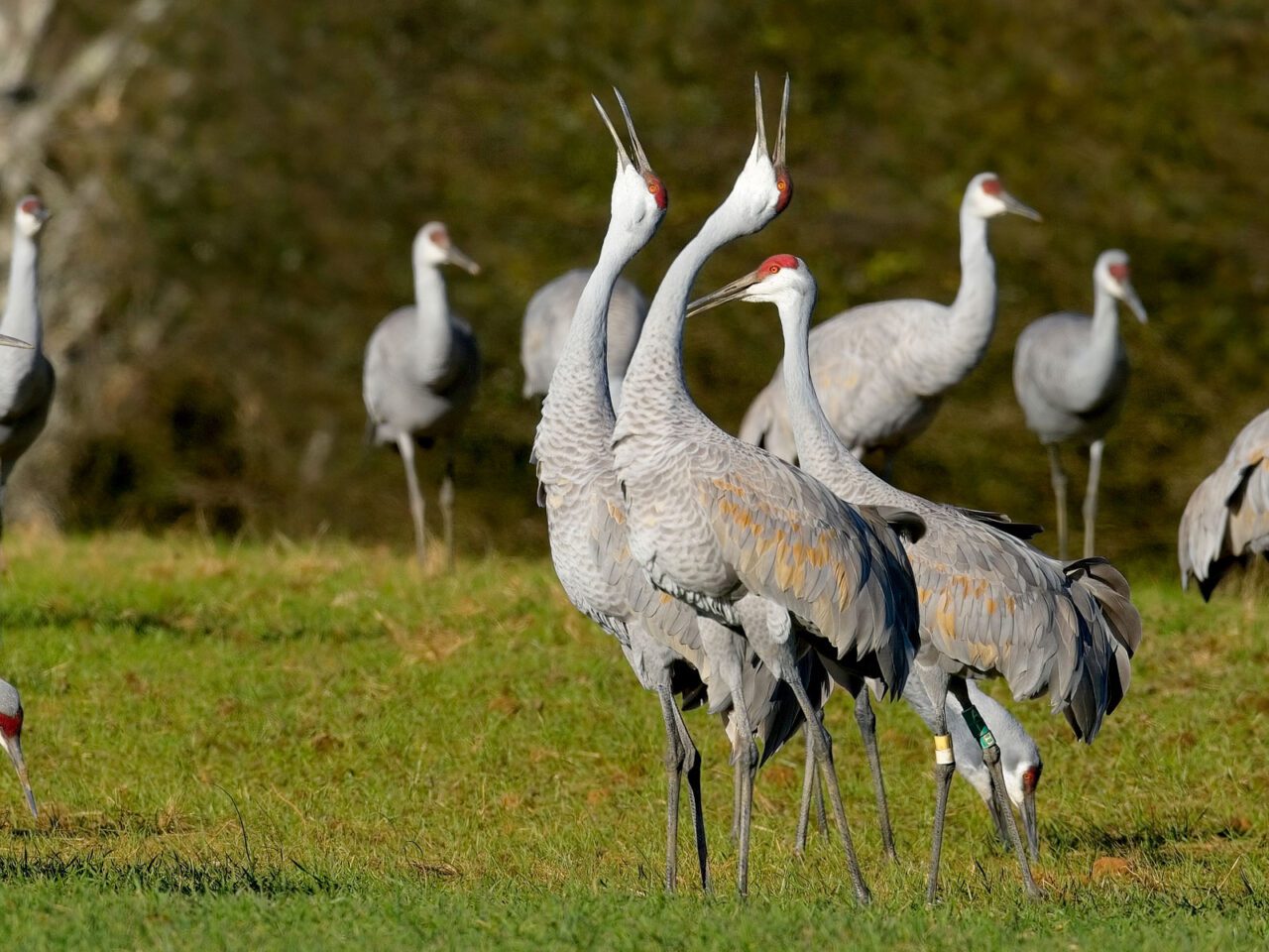 Large gray birds with red foreheads stand together, necks stretched, heads up with open bills.