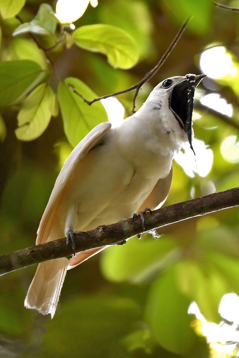 White bird with large, black eye, perched on a branch with large, black open bill and long, thin black flap hanging over bill.