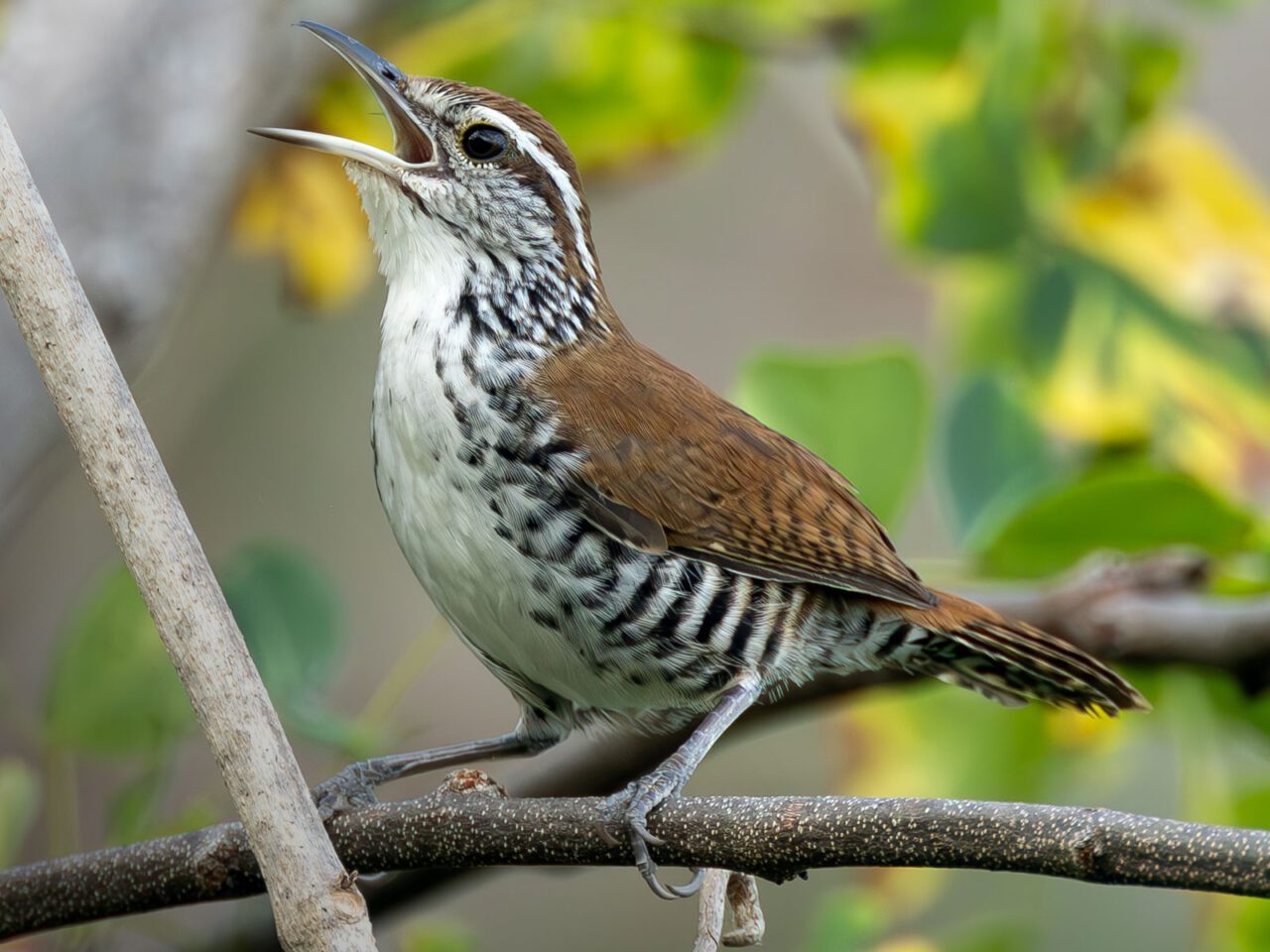 Brown-backed bird with white and black patterned body, perches on a branch and sings.