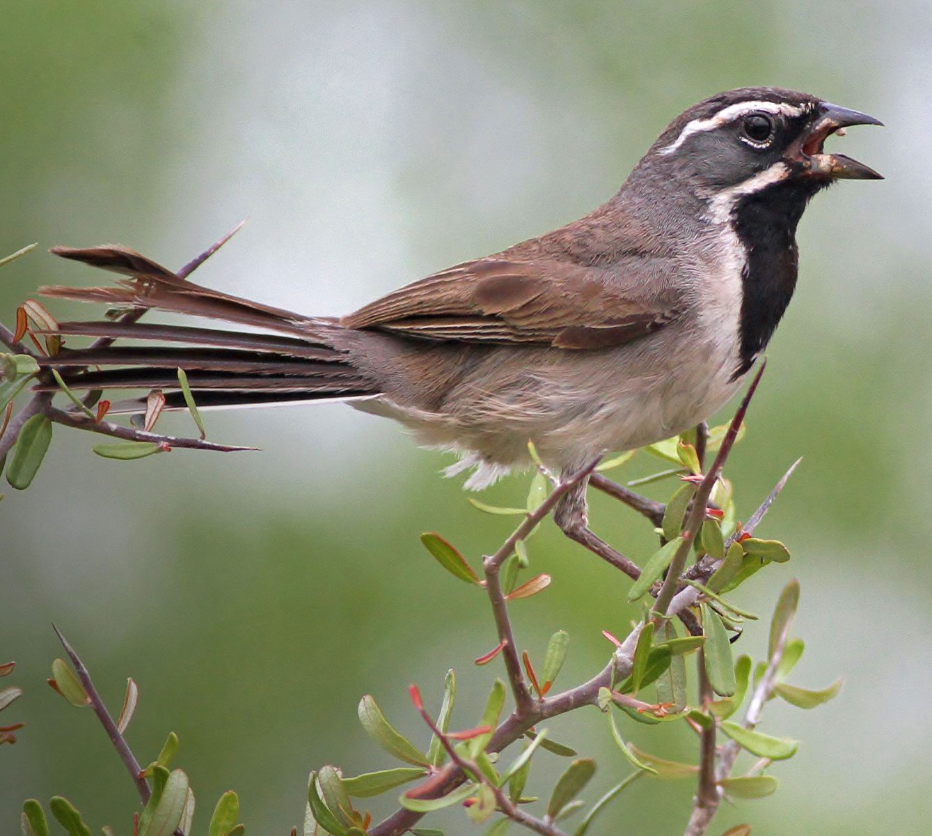 Brownish-gray bird with a gray and white striped face and black chin and throat perches on a branch and sings.