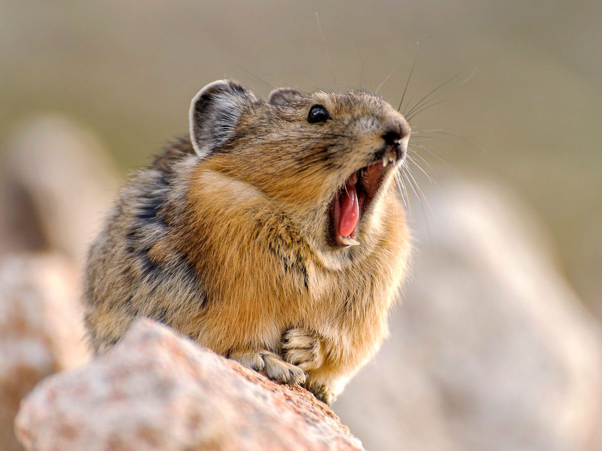 Furry cinnamon and gray bird perches on a rock with mouth open.