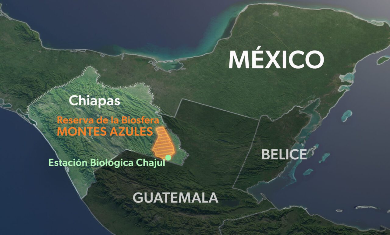 Mapa de Centroamérica, con la tierra en verde y el mar en azul, con etiquetas: México, Guatemala, Belice, Chiapas, Reserva de la Biósfera Montes Azules, Estación Biológica Chajul.